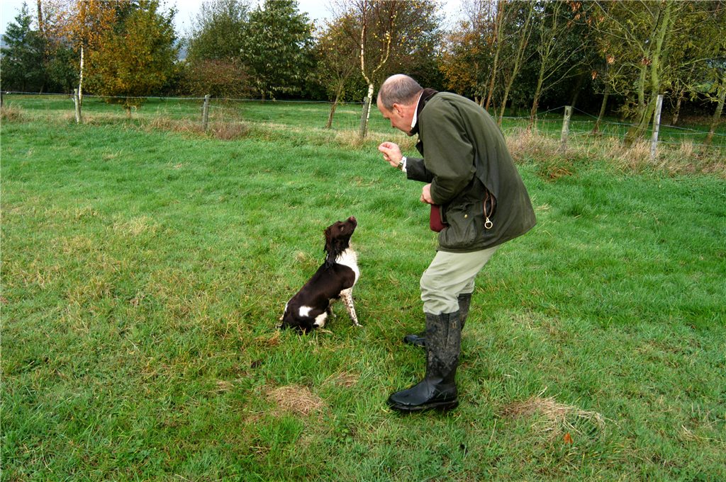 Acting Animals - Animals - Ashover Derbyshire - Animals for film UK